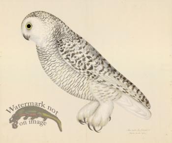 SNOWY OWL . PL 27